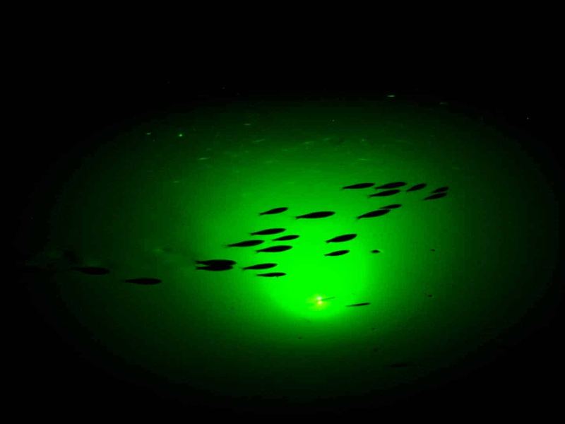 Green dock-light water with glass minnows on a Sarasota night charter