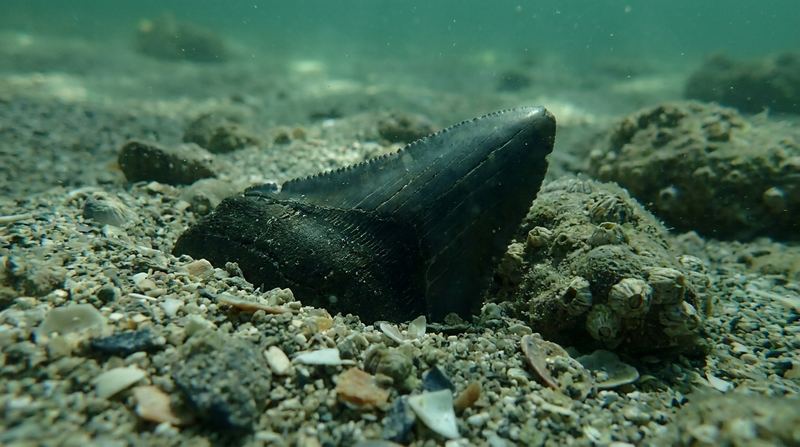 A megalodon tooth waiting on the bottom.