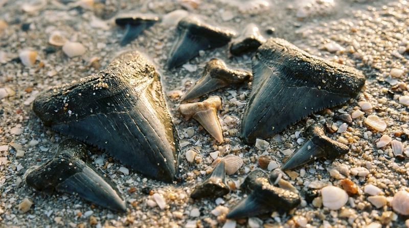 Every tooth you fan up is millions of years old — and yours to keep, no permit.