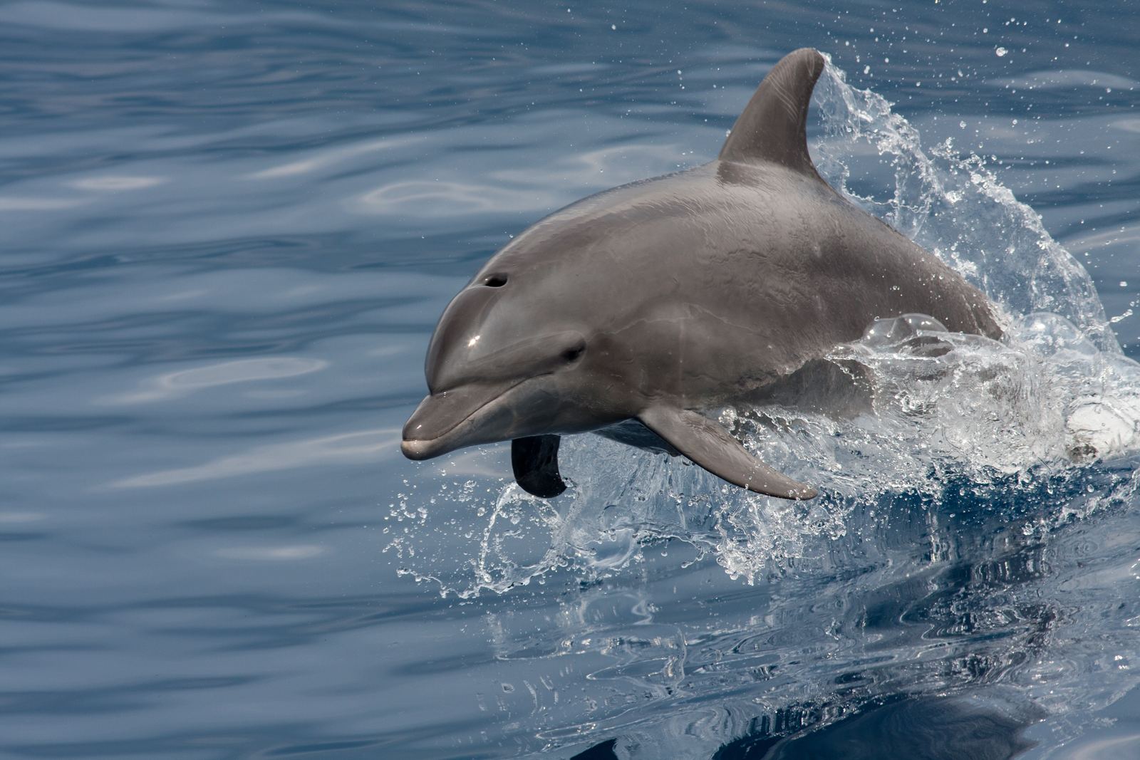The world's longest-studied wild dolphins live here.