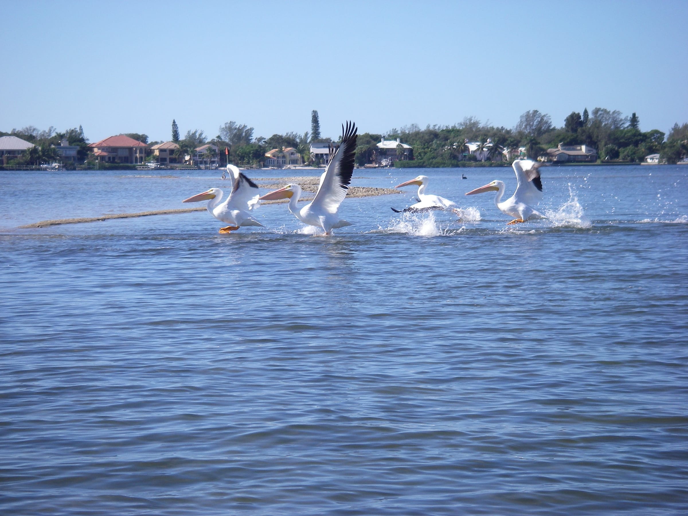 Sarasota fishing in November
