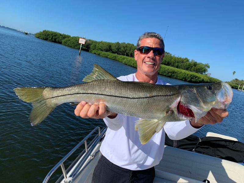 An angler cradling a heavy spawning-size snook boat-side against a mangrove shoreline before release