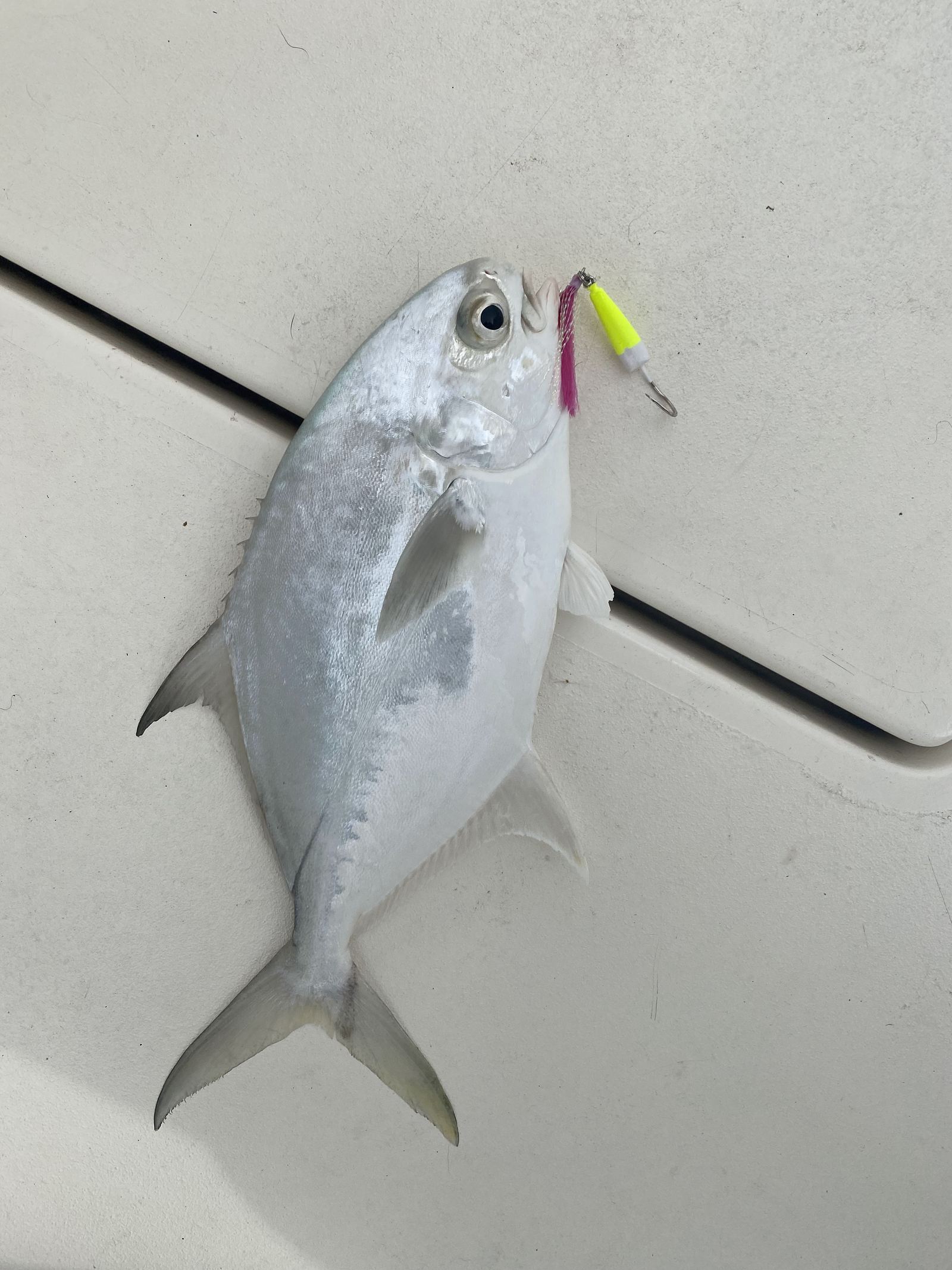 A silver pompano on deck with a pink-and-chartreuse jig in its jaw