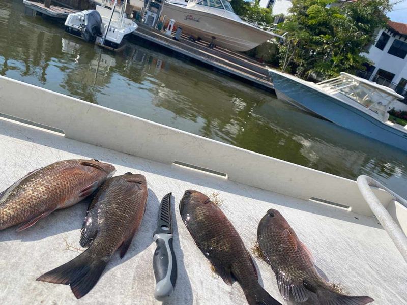 A limit of keeper mangrove snapper laid out from an August reef trip during the summer spawn