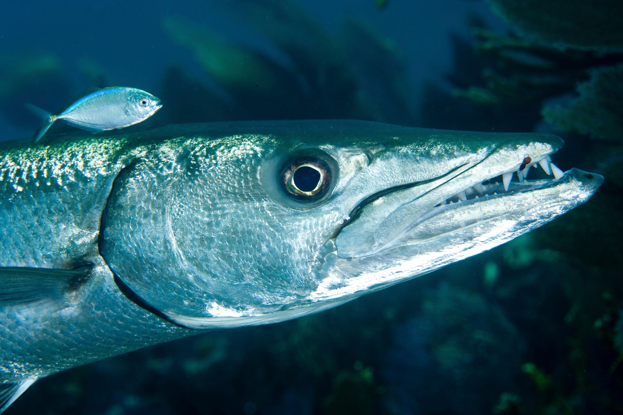 Barracuda