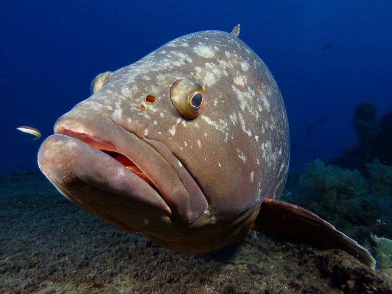 A heavy grouper hanging just off the bottom in blue water