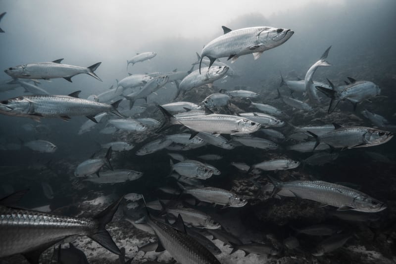 A dense school of tarpon hanging over a reef ledge in gray-blue water, big eyes and silver flanks filling the frame