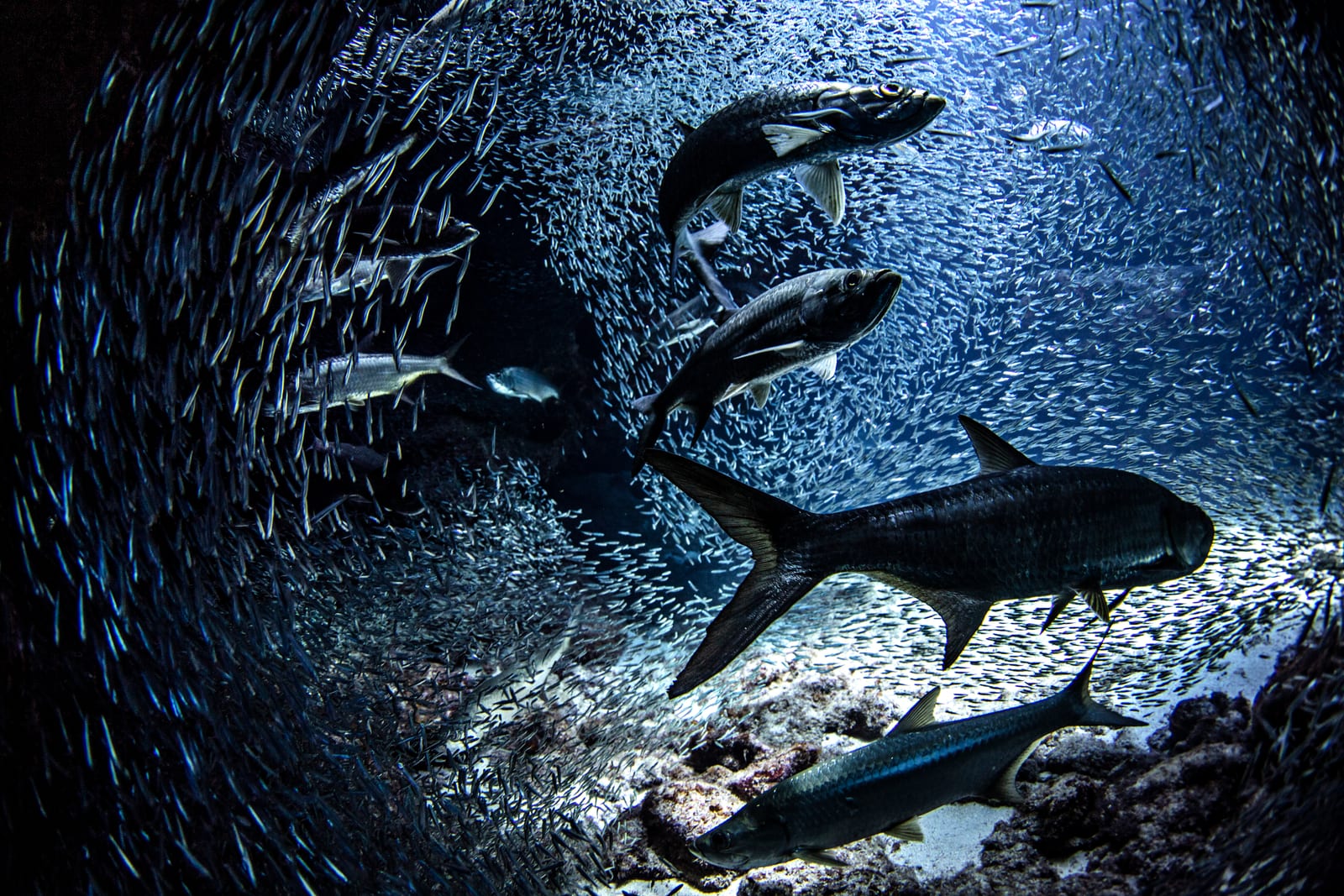 Find the bait, find the fish — tarpon feed inside the school