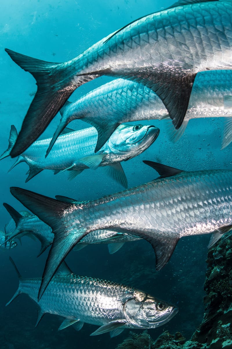 Tarpon holding in clear water — the fish behind the Pass-or-beach question