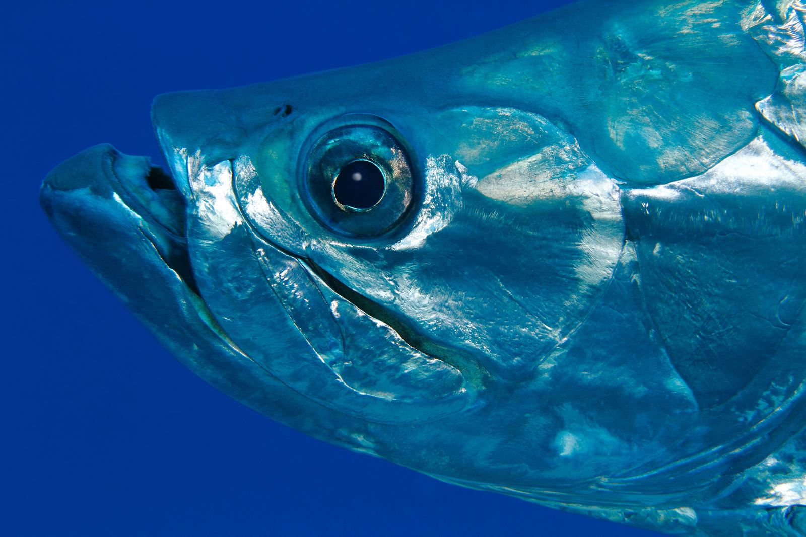 Close-up of a tarpon head and eye in blue water