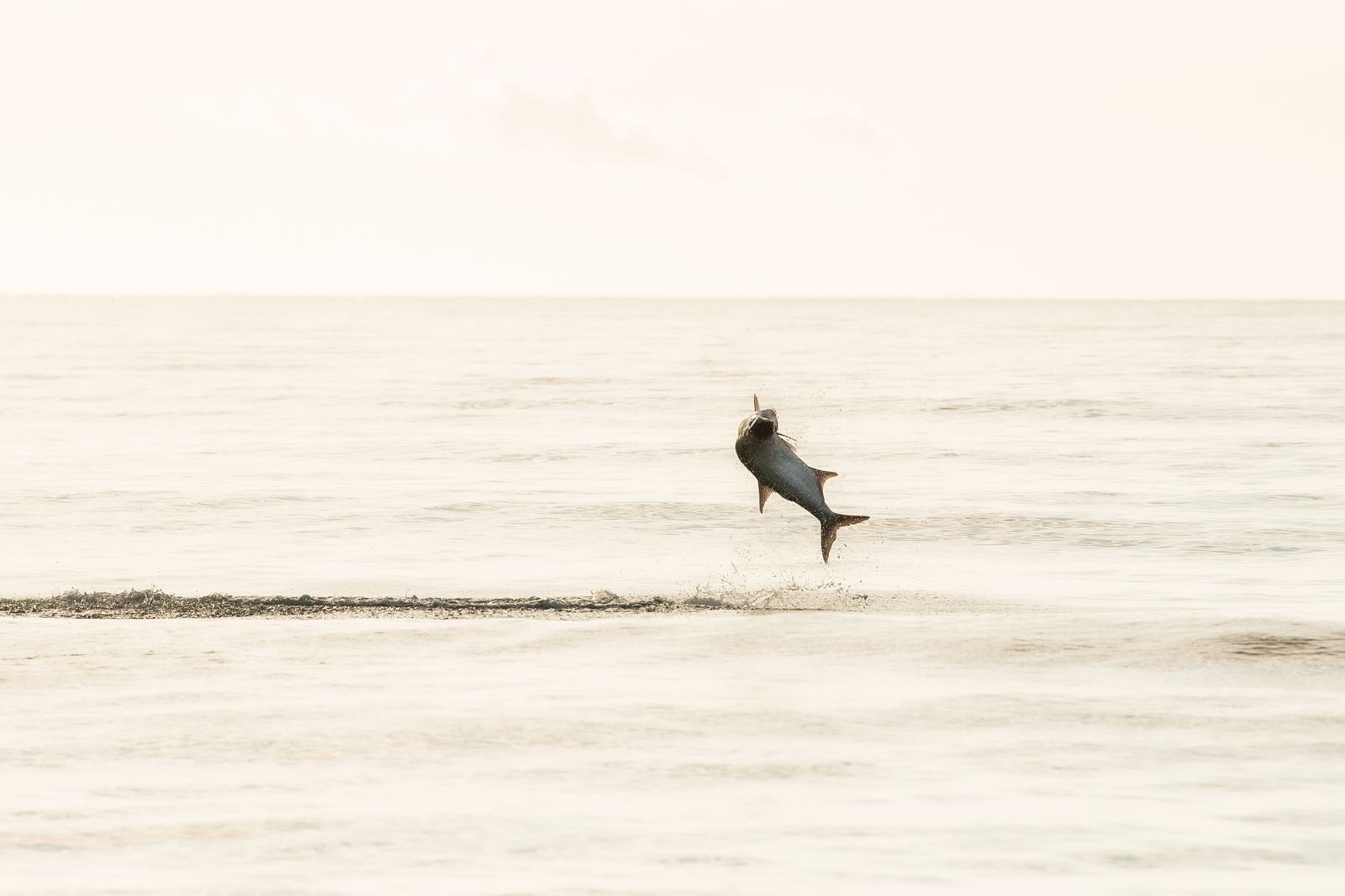 From May to July they follow the bait up the beach.