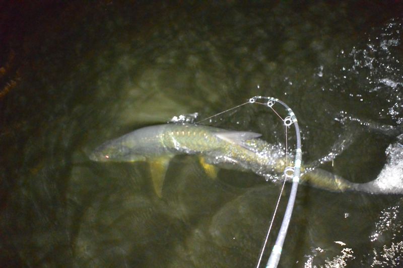 Overhead view of a hooked tarpon swimming next to the boat, spinning rod bent into the fight