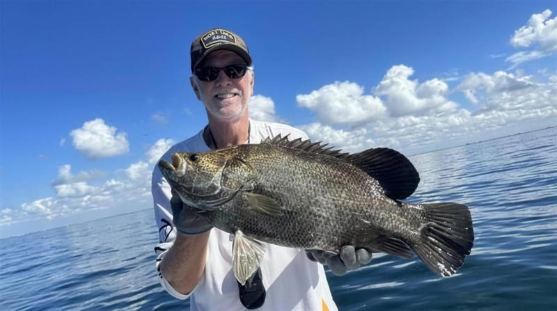 Tripletail caught near a stone crab buoy off Sarasota in fall