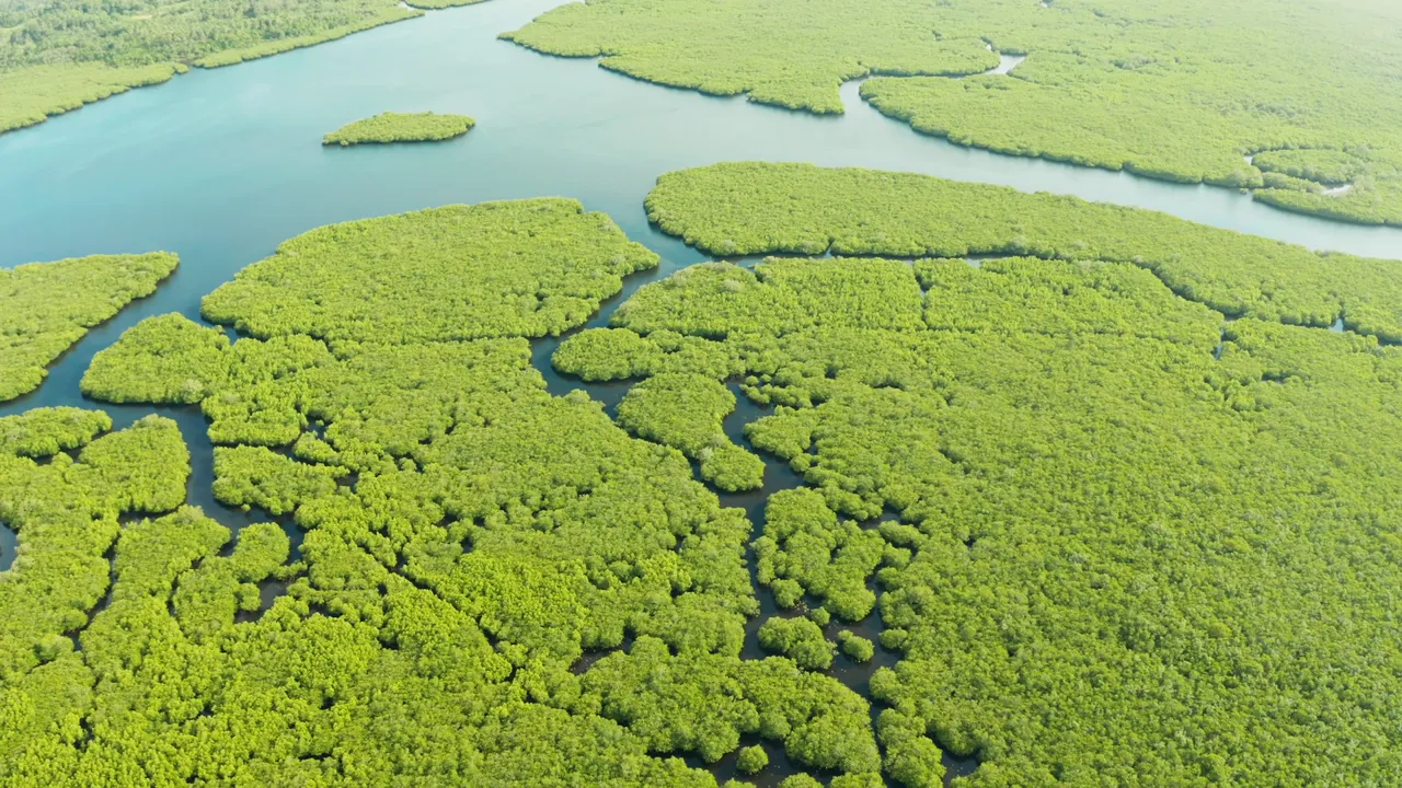 Mangrove islands and the tidal creeks between them hold redfish for their first years.