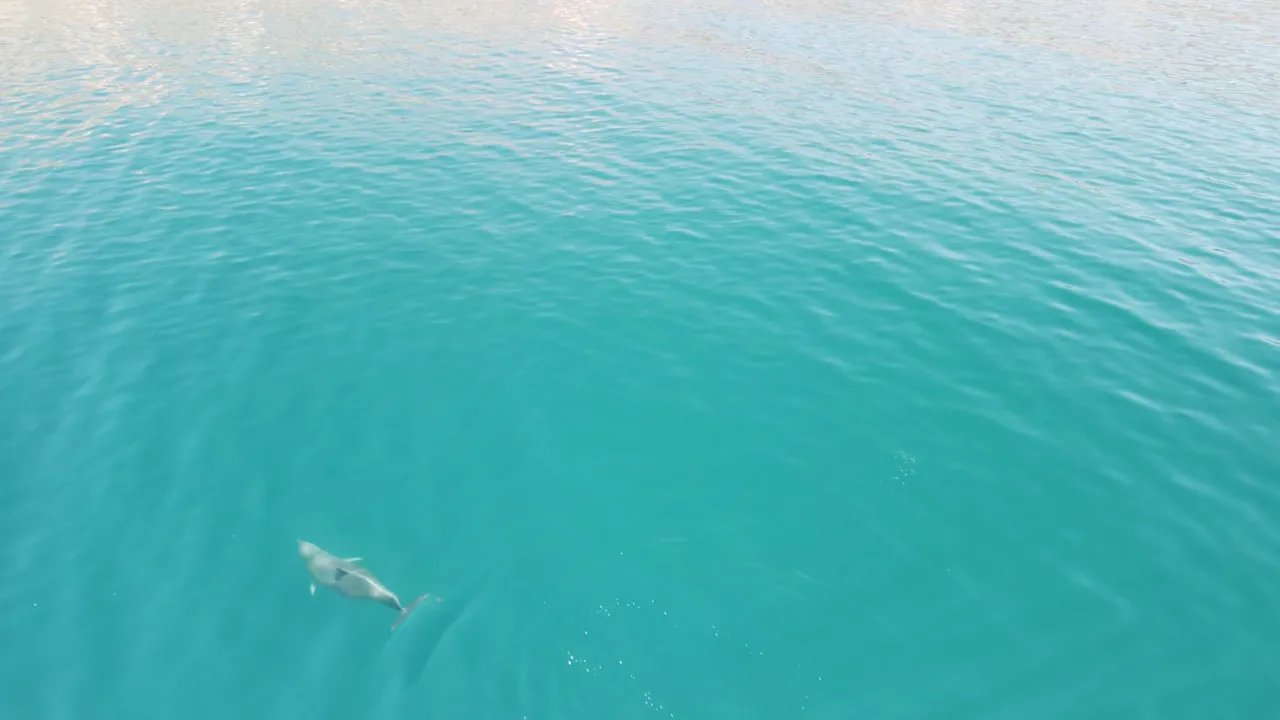 The same few hundred dolphins use this bay their whole lives.