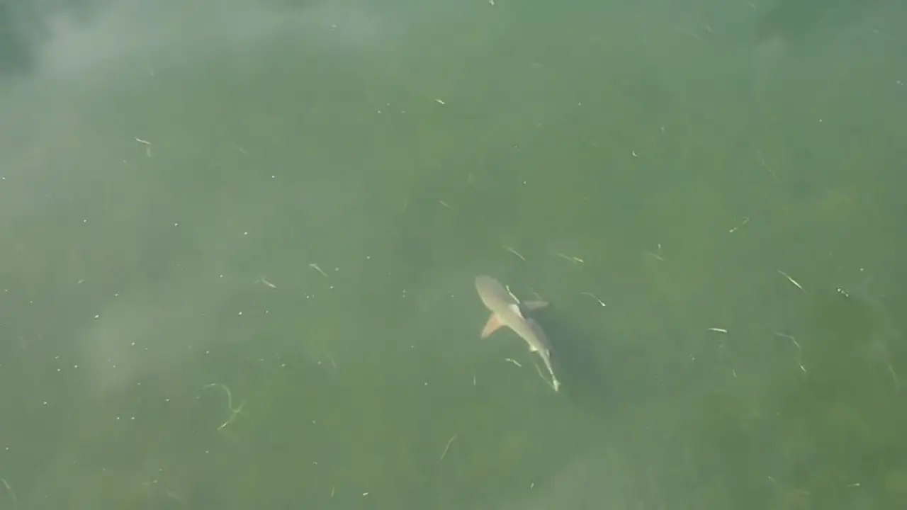 Warm months, blacktips and bull sharks work the nearshore reefs.
